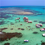 GALES MARAGOGI-AL